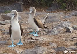 Bird With Blue Feet Galapagos Galapagos Islands Stunning Wildlife And Beautiful Landscape