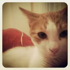 Sanji Catro In 2020 Animals Cats