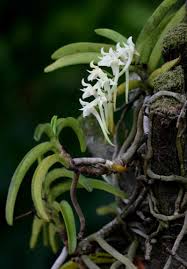 Image result for Cyrtorchis praetermissa