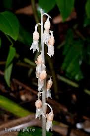 Image result for Epipogium roseum