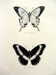 Vintage Butterfly Print Antique Original 1860 By Lyranebulaprints 25 00 Black Butterfly Tattoo Vintage Butterfly Tattoo Butterfly Tattoo