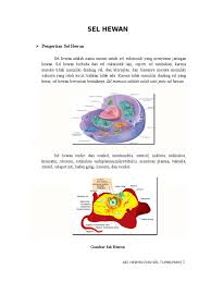 Sel hewan tidak memiliki dinding sel, sehingga sel tersebut memiliki banyak variasi bentuk. Pengertian Sel Hewan