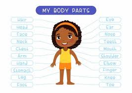 ⬤ flashcards exercise about body parts. External Organs Stock Photos And Images 123rf