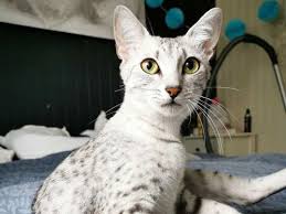 They will be large cats once fully grown. Most Exotic Cat Breeds In The World The Times Of India