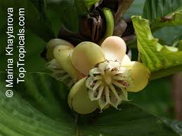 Image result for Dillenia