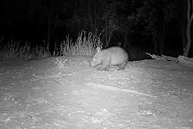 Image result for Northern hairy-nosed wombat