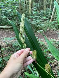 Image result for Dracaena aubryana