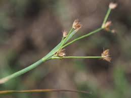 Image result for Prismatocarpus