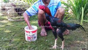 Induk ayam sebaiknya dipisah dengan anaknya. 4 Tahapan Perawatan Ayam Yang Wajib Dilakukan Sebelum Bertarung