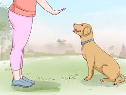 how to care for a labrador retriever 14 steps with pictures