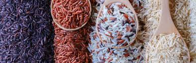 We did not find results for: Rice Shine 5 Popular Rice Varieties In Asia