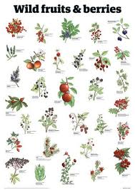 wild fruits berries guardian wallchart prints easyart