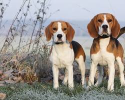 beagles