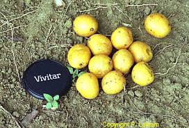 Image result for Aneulophus congoensis