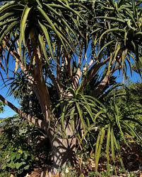 Image result for Aloidendron barberae