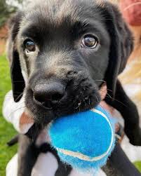 New haven county, southbury, ct id: Do Black Labs Make The Best Hunters K9 Web