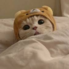 Kucing comel kelakar 81021 nama untuk kucing comel lucu. 19 á´¥ Ideas In 2021 Haiwan Haiwan Peliharaan Haiwan Lucu