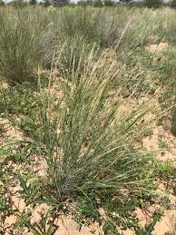 Image result for Aristida stipitata