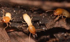 Contact ehrlich pest control services for a free inspection of your home or business and expert pest prevention advice. Marys Pest Control