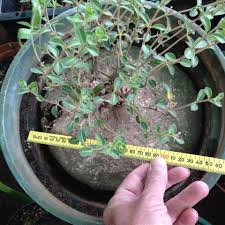 Image result for Raphionacme hirsuta