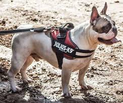 french bulldog julius k9 harness size mini mini las