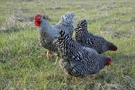 Maybe you would like to learn more about one of these? Kotes Diplhs Paragwghs Plymouth Rock Apo Th Farma Pateras