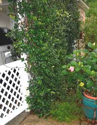 Morning glory dew item level 55. Training Vines Requires An Early Start