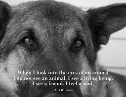 When I Look Into The Eyes Of An Animal I Do Not See An Animal What Do You See When You Look Into An Animal S Eyes Dogs Dying Quotes Dog Angel Dog Quotes