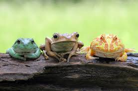 249 Cute And Funny Frog Names Animal Hype Bird names names for pet birds. 249 cute and funny frog names animal hype