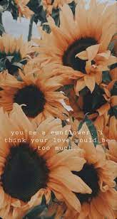 Sunflower Sunflower Wallpaper Flower Wallpaper Post Malone Wallpaper