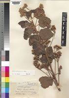 Image result for Dombeya buettneri