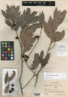 Image result for Maytenus chasei