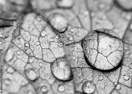 Gocce Macro Photography Leaf Photography White Photography