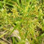 Image result for Rhynchospora corymbosa