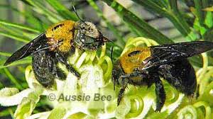 They measure approximately 1/2 to 1 inch in length with mostly black wings and bodies, plus stripes of yellow or orange. Great Carpenter Bees Xylocopa