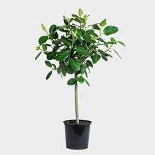 Check spelling or type a new query. Greenery Unlimited Ficus Audrey Tree 14 Potted Indoor Plant Delivery