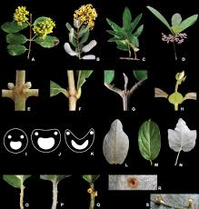 Image result for Flabellariopsis acuminata