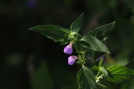 Image result for Justicia diclipteroides