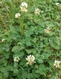 Image result for Trifolium semipilosum