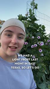 🥶 Is The Garden Gonna Be OKAY?? Is the garden okay after the light frost  in East Texas? #garden #gardening #frost #2024 #farming #growyourownfood  #trending #viralvideo #largefamilyhomestead #tiktok