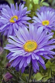 Alpine Flowers Free Stock Photos Images September Flowers Aster Flower Aster Flower Tattoos
