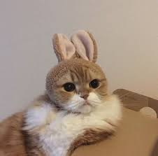 Cat Rabbit Cute Animals Cats And Kittens Animals