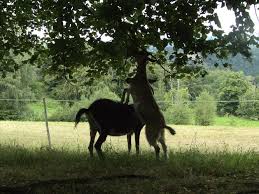 Pour les articles homonymes, voir distance. Miimosa Financez Notre Fromagerie Soutenez La Petite Miimosa