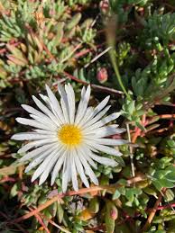 Image result for Lampranthus spp.