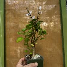 Image result for Pachycarpus eximius