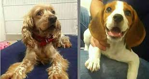 Resultado de imagen para perros