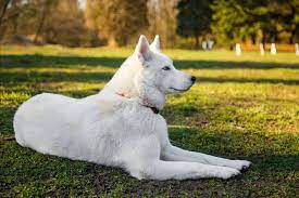 6 Questions About The White Husky Answered Animalso