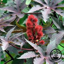 Image result for Ricinus