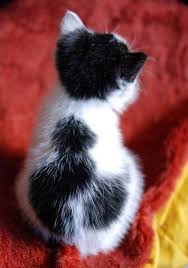 Beautiful Black And White Spotted Cat Aww Cutest Paw Cute Animals Cute Cats Cats