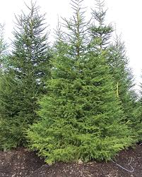 I decided last fall to plant a single row of norway spruce along the driveway for privacy purposes i planted my green giants to close (i planted these before i knew how to determine the size.) one little warning to norway spruce: Norway Spruce Knowledgebase Johnson S Nursery